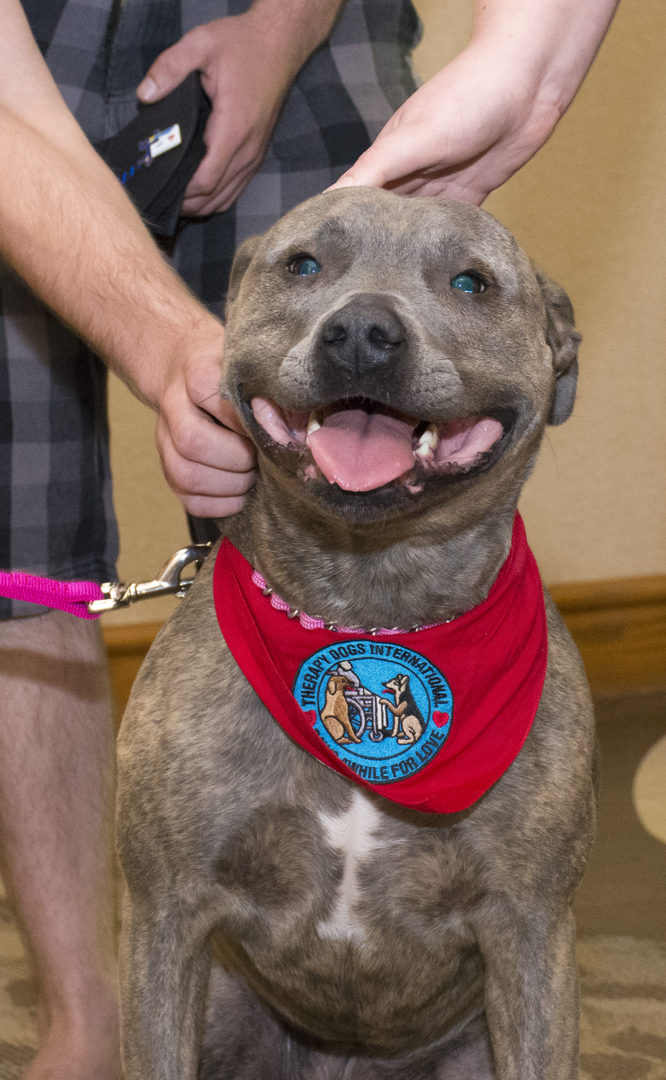 pet therapy hospice of dayton