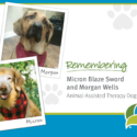 Remembering Two Of Our Animal-Assisted Therapy Volunteers: Micron And Morgan