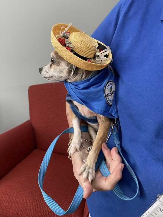 Camp Waves of Hope 2024 animal-assisted therapy dog wearing a hat