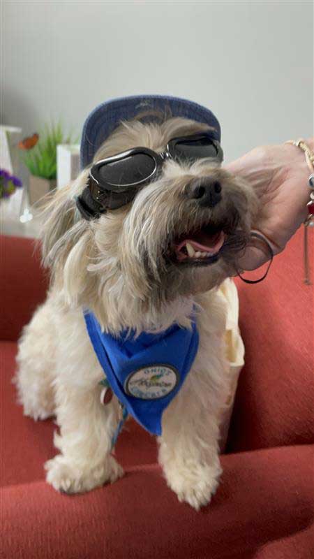 Camp Waves of Hope 2024 animal-assisted therapy dog with sunglasses