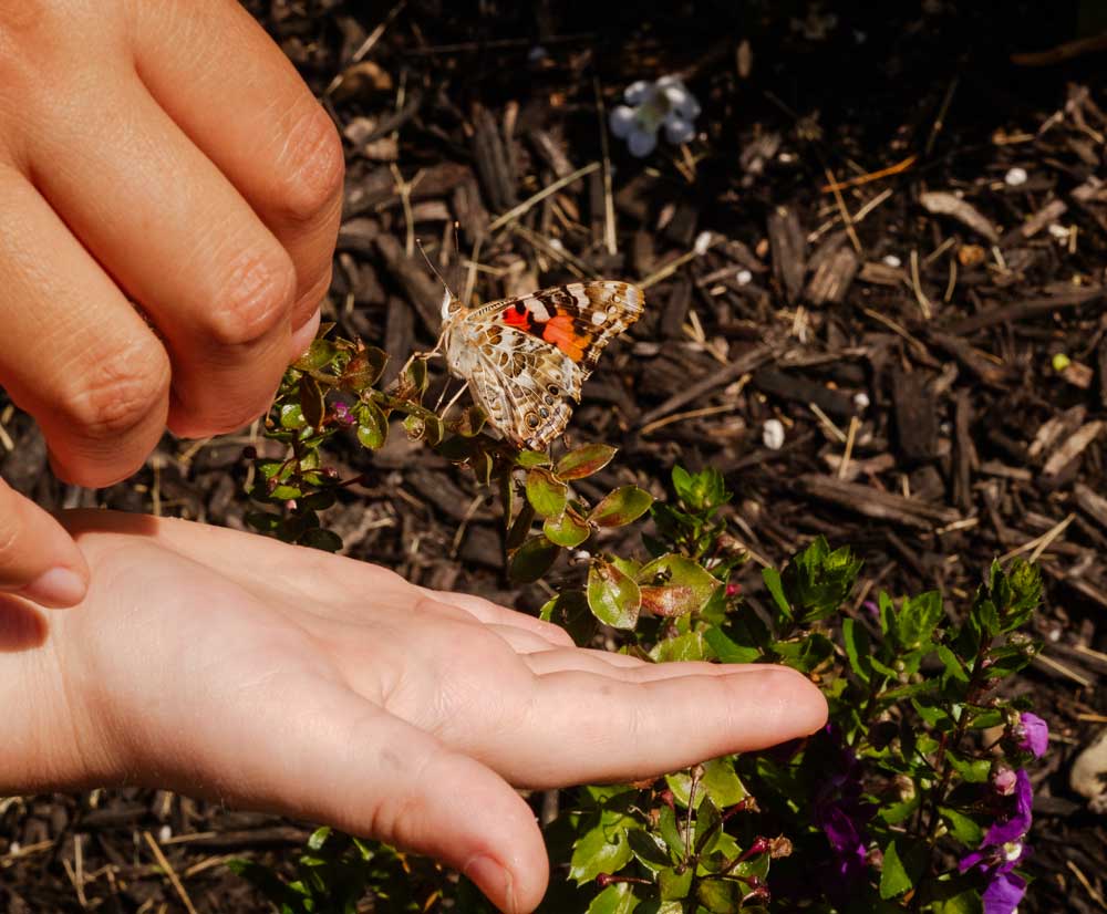 Butterfly Release Newark