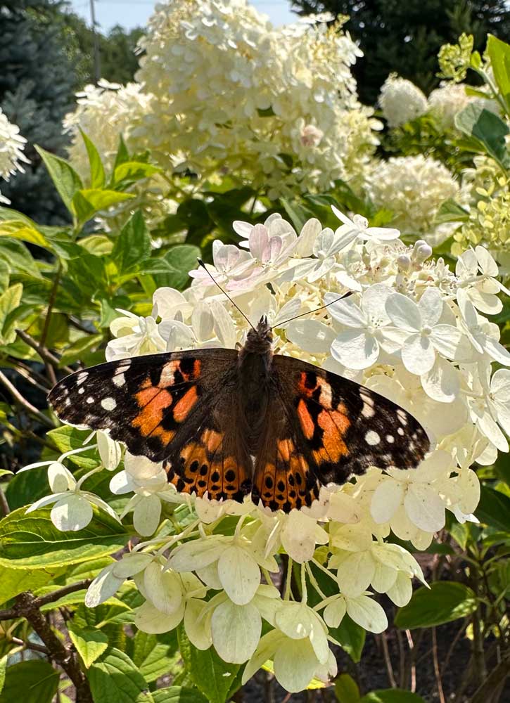 Thank you for attending. Ohio's Hospice Butterfly Release 2024. Troy, OH